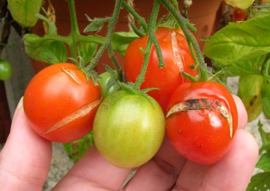 Tomato Split - Why Tomatoes Split