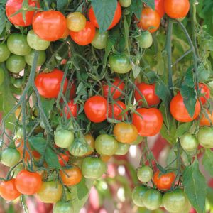 Tumbler Tomatoes and Trailing Varieties
