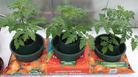 Grow Bag Pots in Grow Bags - feeding and watering tomatoes in rings.