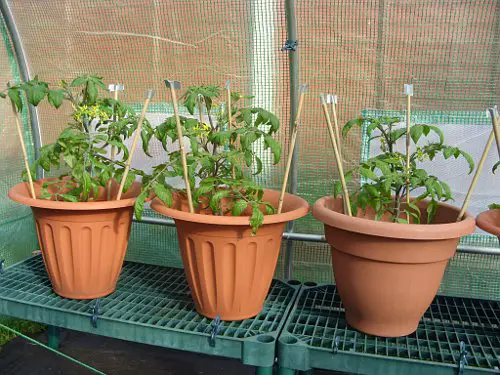 Three Large Pots for Bush Tomatoes
