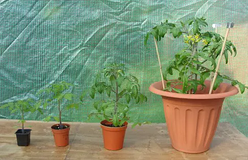 Potting On Tomato Plants -Tomato Pot Sizes