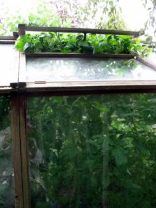 Greenhouse Leaves - Three Stages of Growth In Tomato Plants