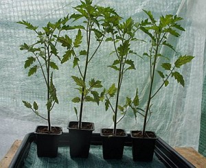 Leggy Tomato Plants