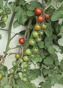Tomato Truss