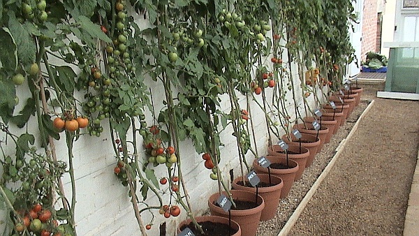 Tomatoes growing against a wall