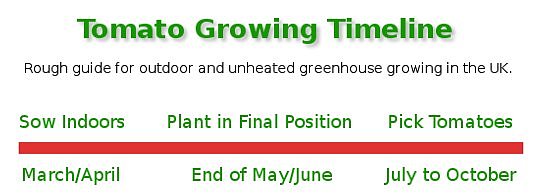 Tomato Growing Timeline for sowing, planting and picking UK