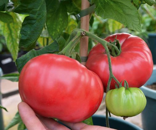 Growing Beefsteak Tomatoes - Crimson Blush Beefsteak Tomato