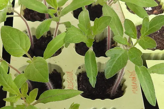 Seedlings ready for transplanting