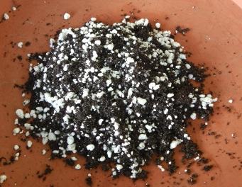 Add perlite to soil for tomato roots.