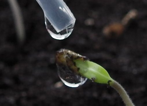 Easy Tomato Growing Tips - Keeping the seed shell moist will help the seed leaves break out.