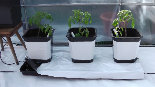 Tomato Growing In Trays