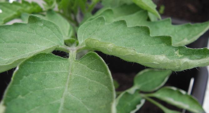 Leaf cupping on tomato plants in hot weather