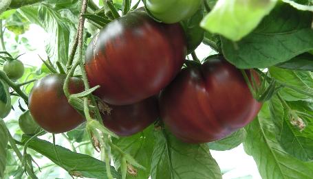 Tomato Black Sea Man Heirloom Variety