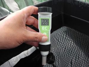 Ec-Meter - measuring nutrient strength for tomatoes.