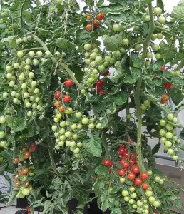 Sweet Aperitif on three stems growing in an Autopot system.