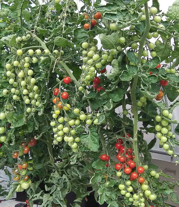 Tomato Sweet Aperitif growing in an 8.5 litre pot.