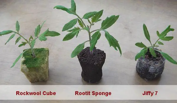 Media used for sowing tomato seeds including rockwool cubes, sponges and jiffy pellets.