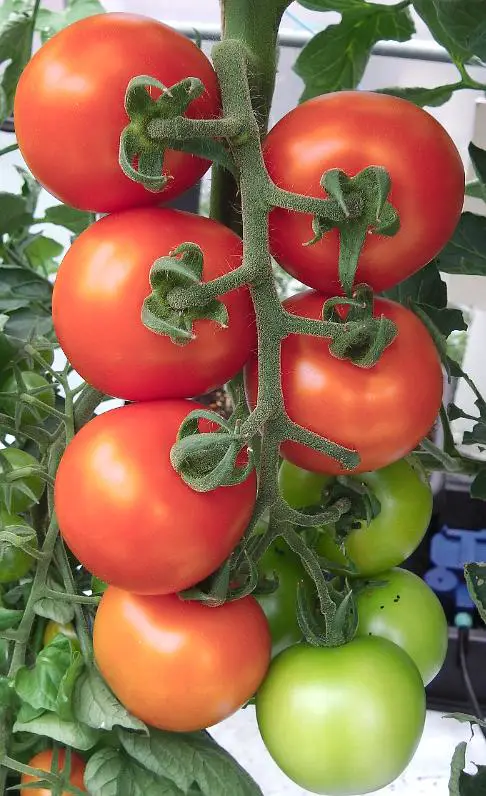 pruning trusses makes tomatoes more evenly sized.