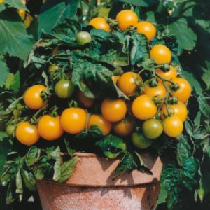 Dwarf Tomato Varieties