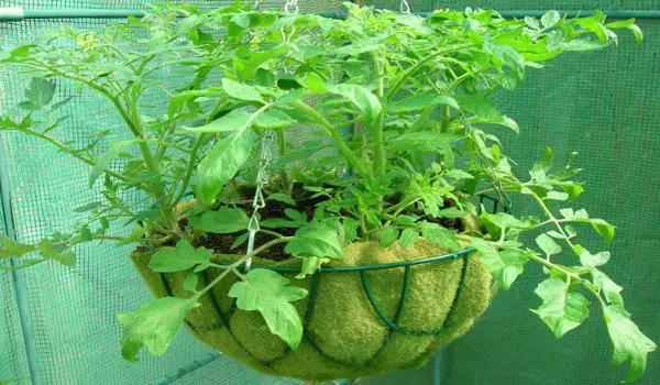 Tomato Hanging Basket On The Patio