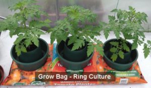 Grow Bag Container RingCulture