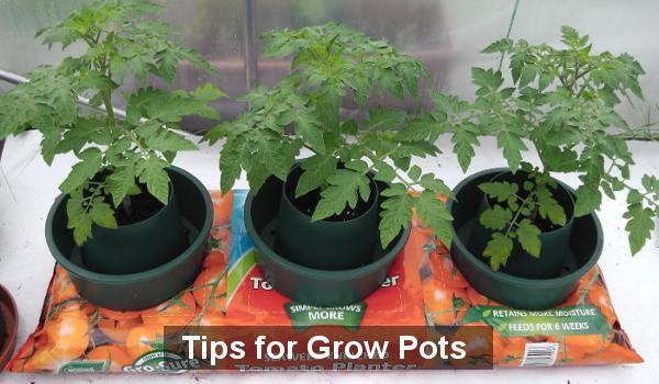 Three tomato plants in grow rings.