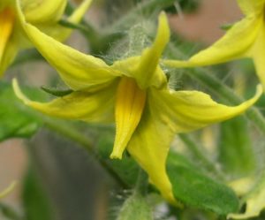 Tomato Flowers