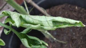 Tomato Leaf Roll