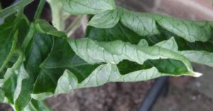 Tomato Leaf Roll