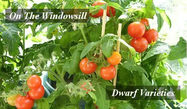 Growing Cherry Tomatoes In six inch pots on the windowsill.