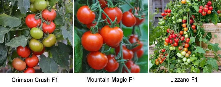 Tomato Crimson Crush, Mountain Magic and Lizzano - blight free varieties.