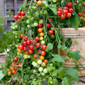 Trailing tomato plants care