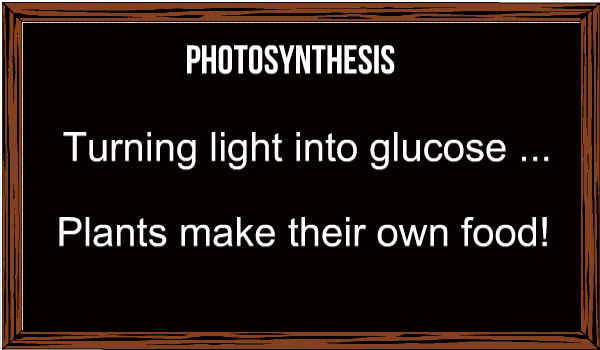 Photosynthesis and tomato plants
