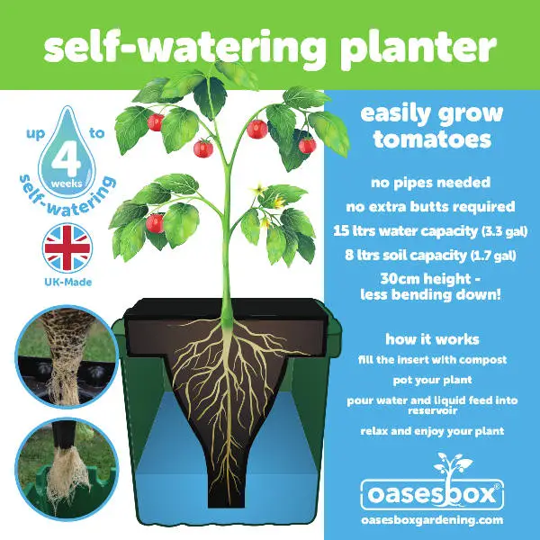 Oasesbox for growing tomatoes