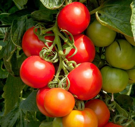 New Tomato Varieties 2020