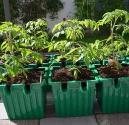 Growing Tomatoes in Containers